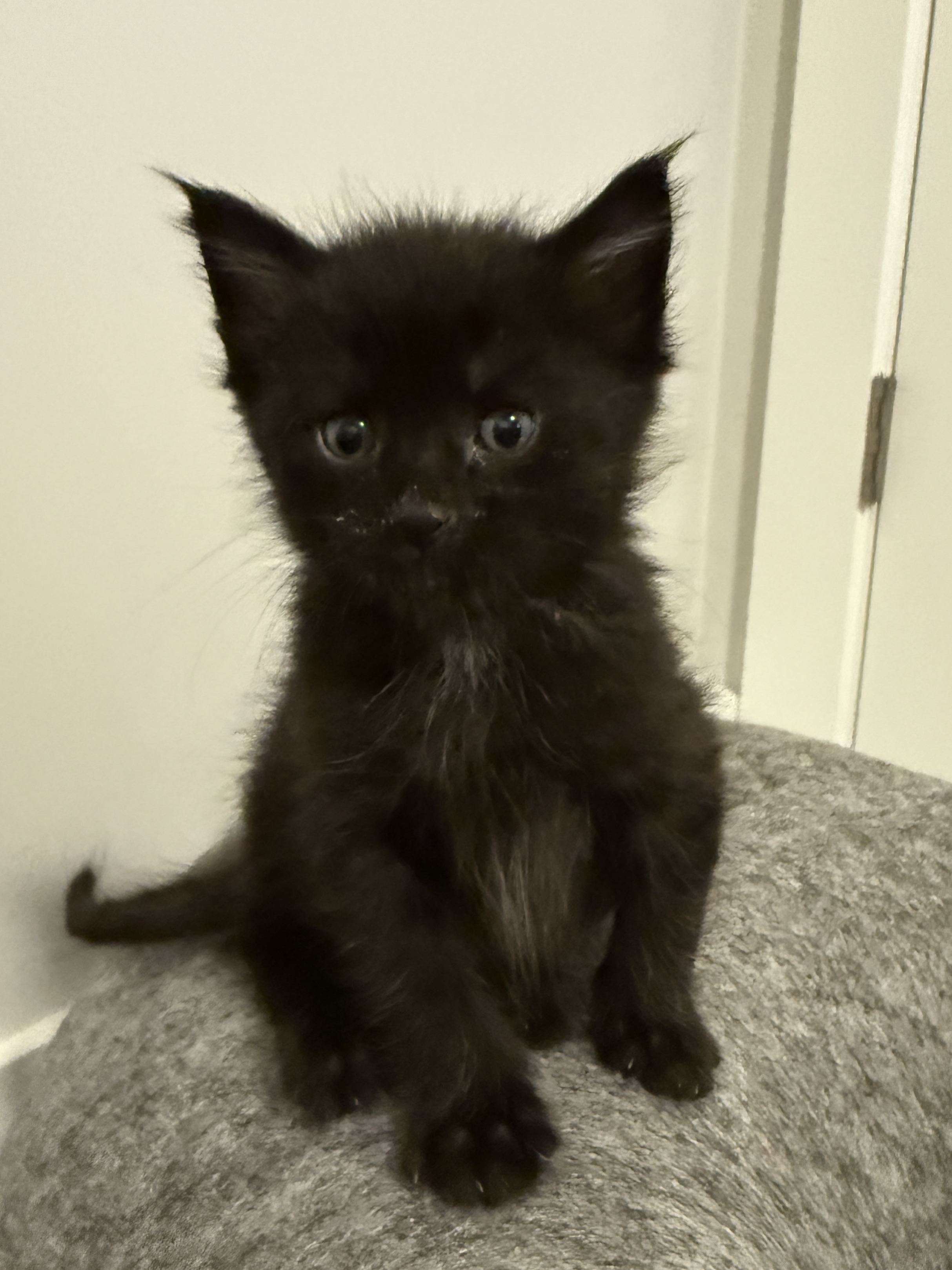 Picture of the Animal Listed