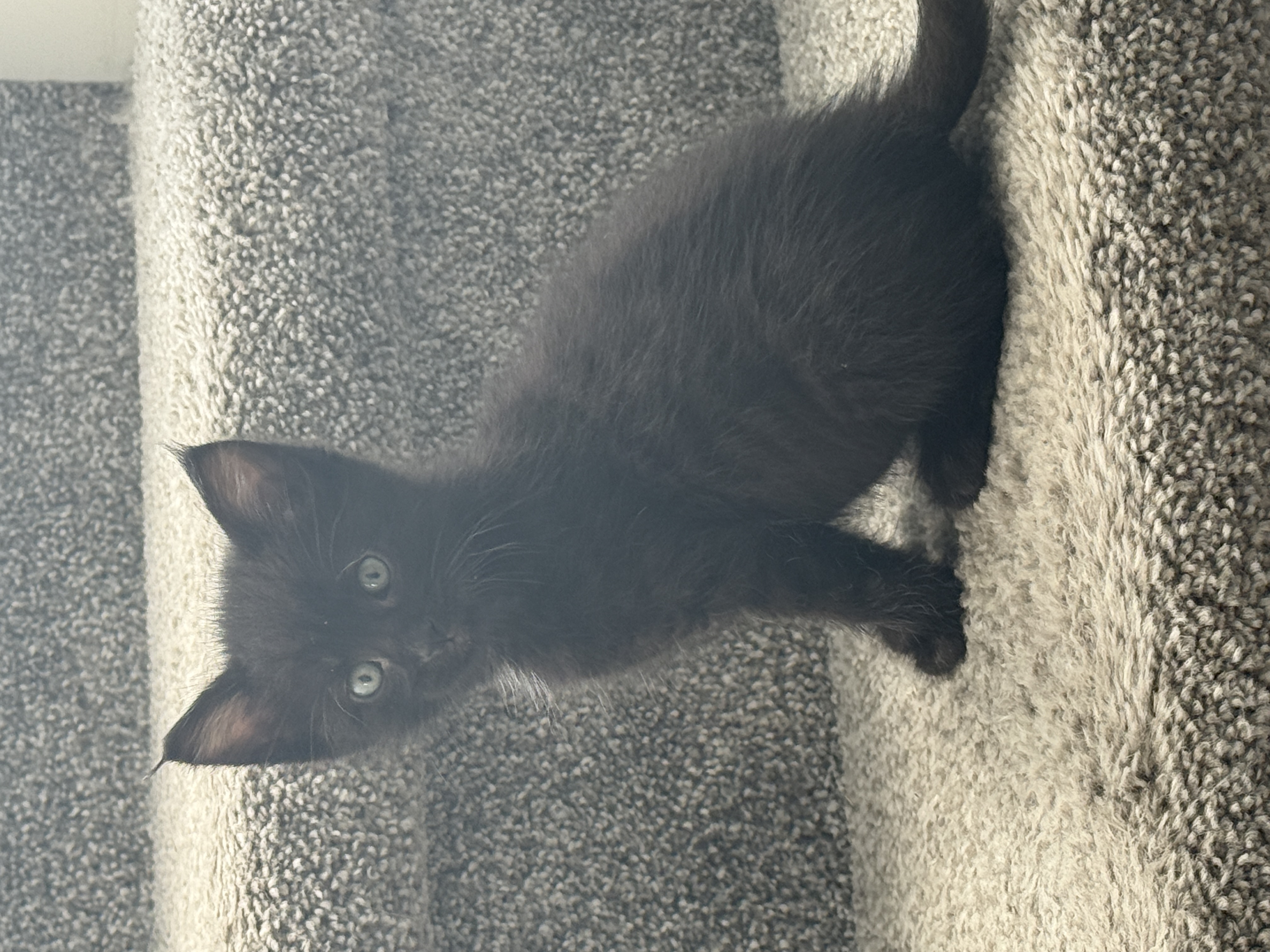 Picture of the Animal Listed