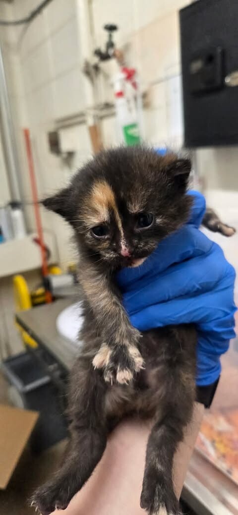 Picture of the Animal Listed