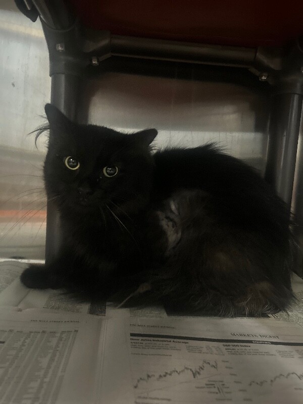 Picture of the Animal Listed
