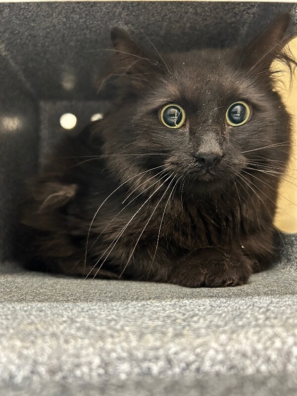 Picture of the Animal Listed