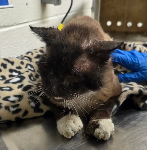 Picture of the Animal Listed