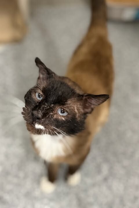 Picture of the Animal Listed