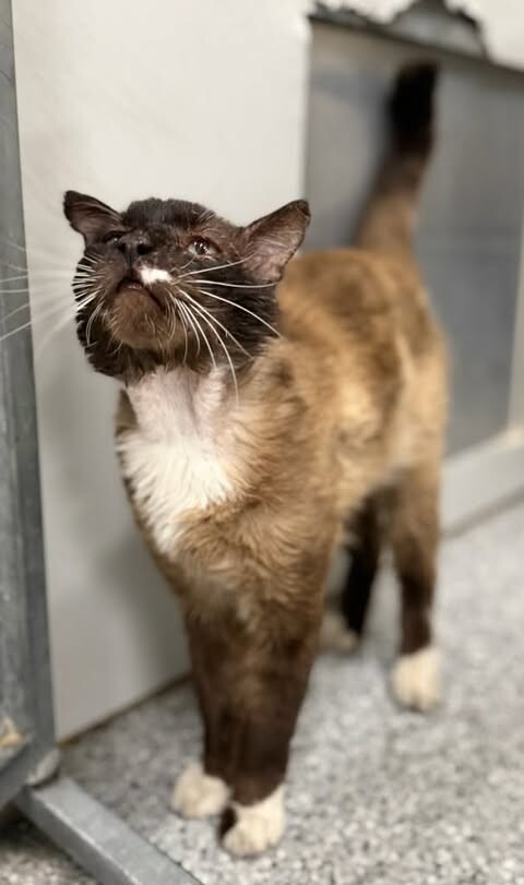 Picture of the Animal Listed