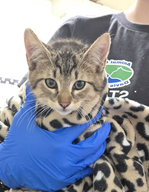 Picture of the Animal Listed
