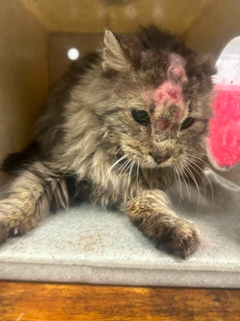 Picture of the Animal Listed