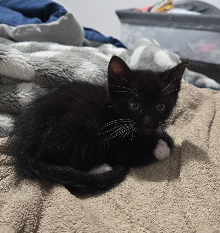 Picture of the Animal Listed