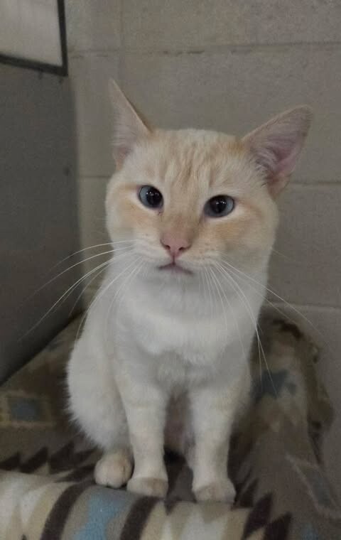 Picture of the Animal Listed