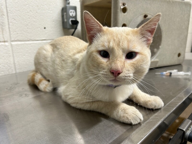Picture of the Animal Listed