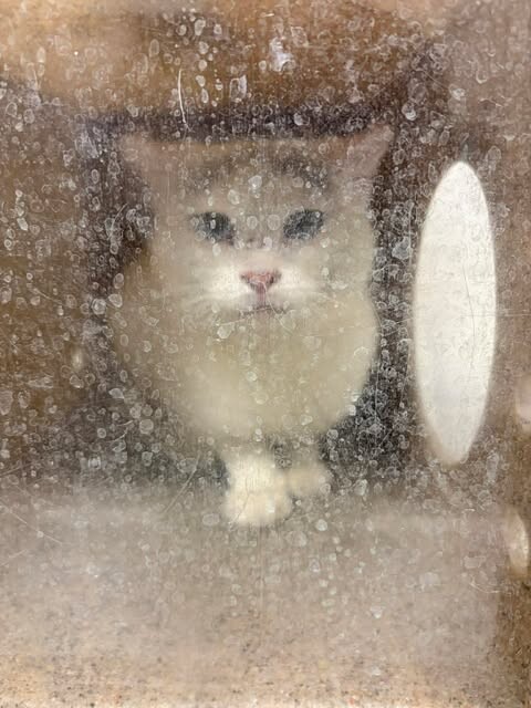 Picture of the Animal Listed