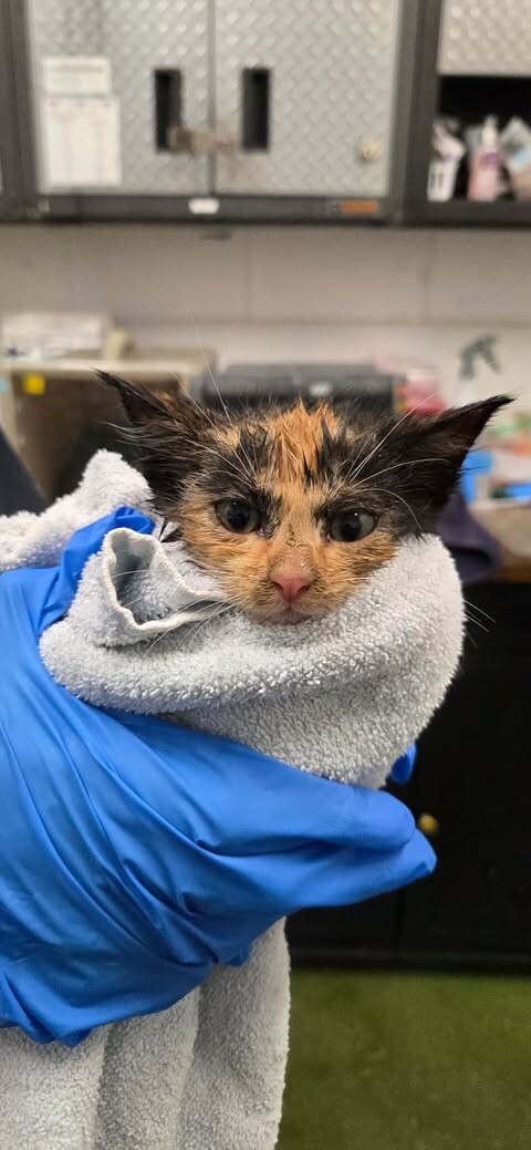 Picture of the Animal Listed