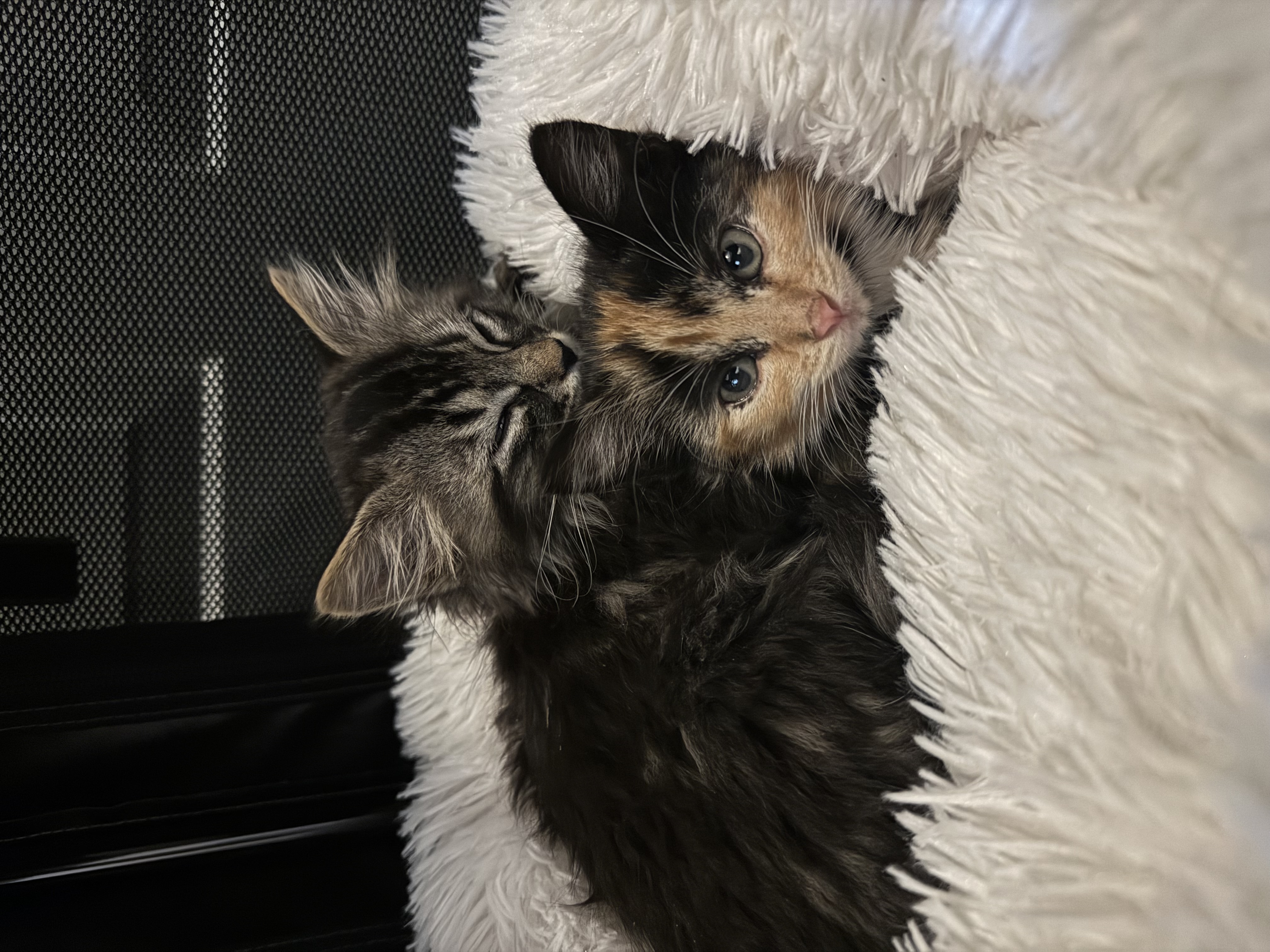 Picture of the Animal Listed