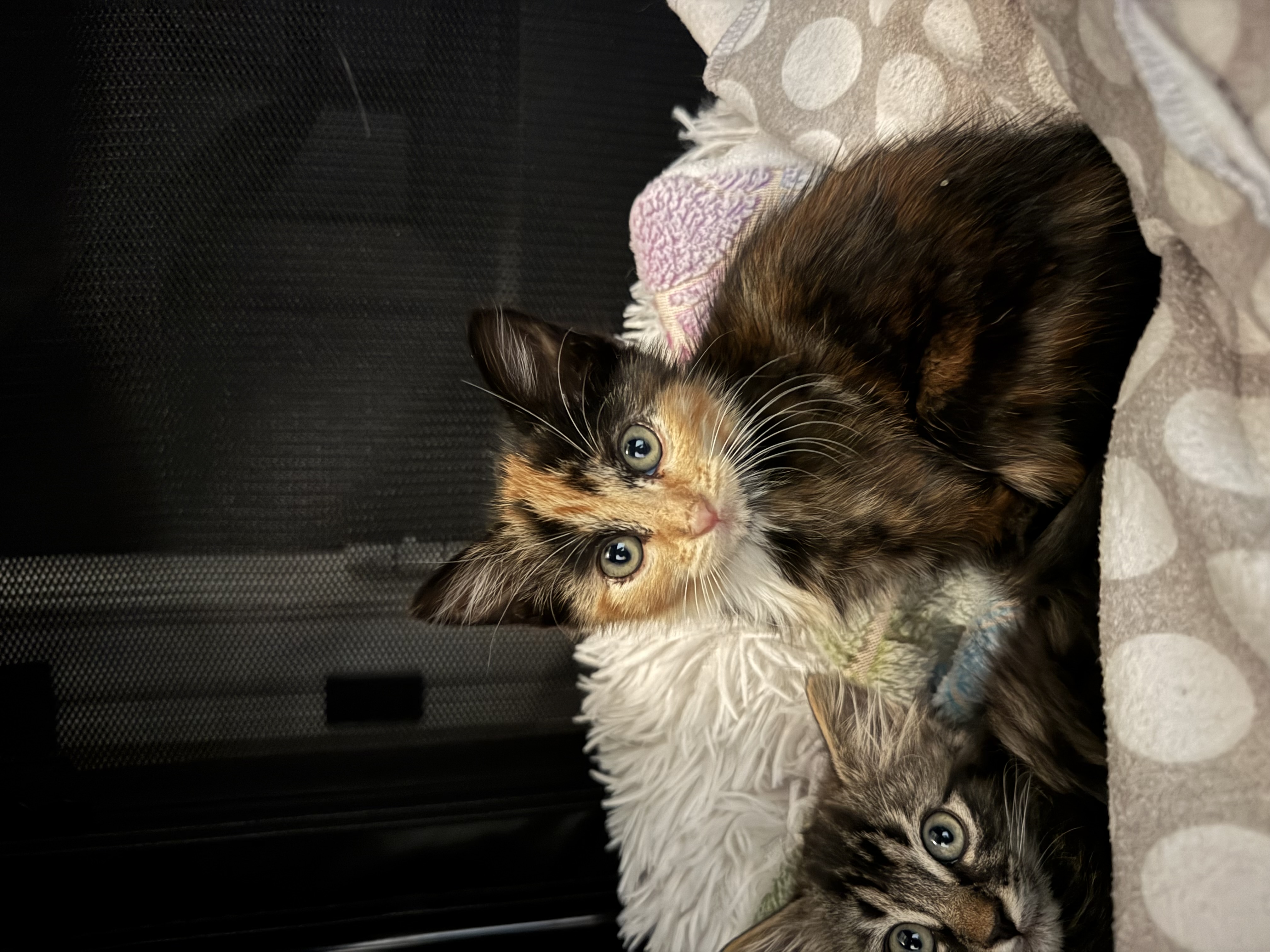 Picture of the Animal Listed