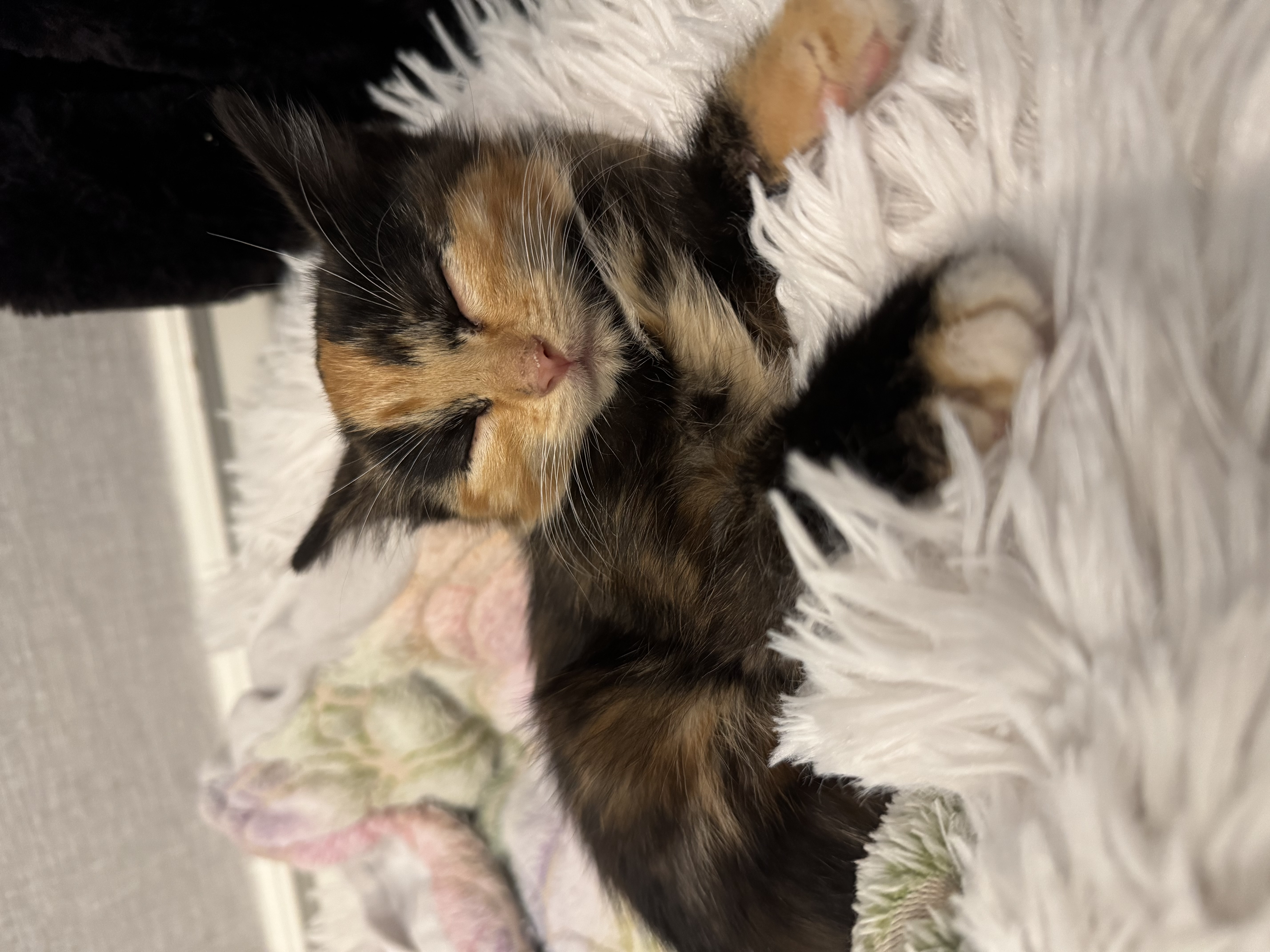 Picture of the Animal Listed