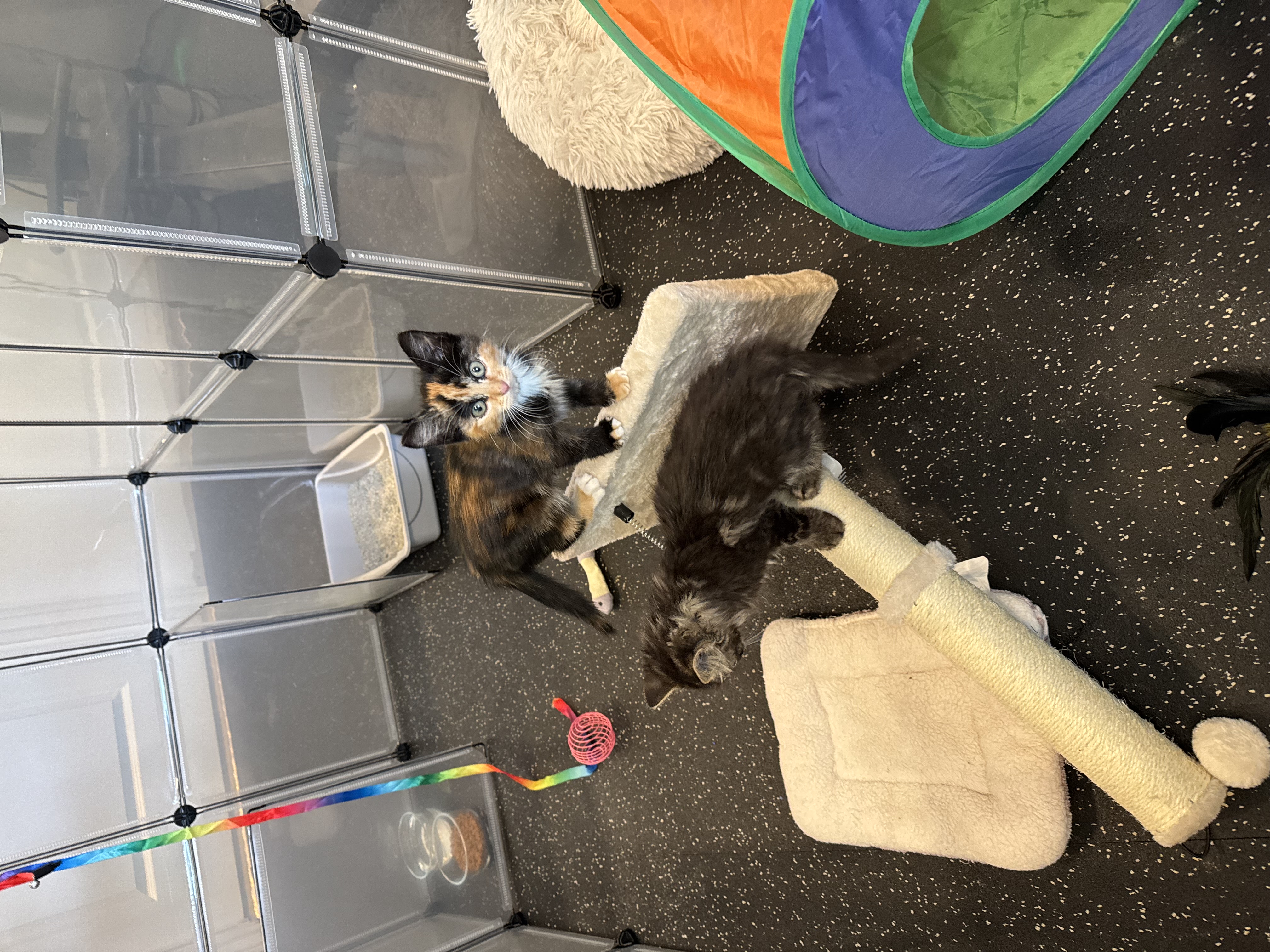 Picture of the Animal Listed