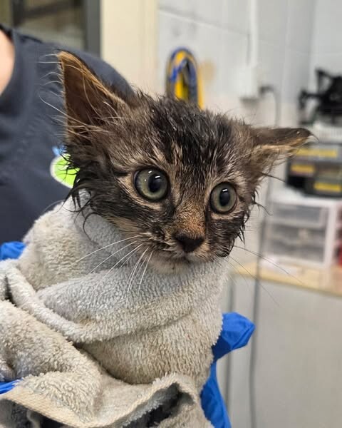 Picture of the Animal Listed