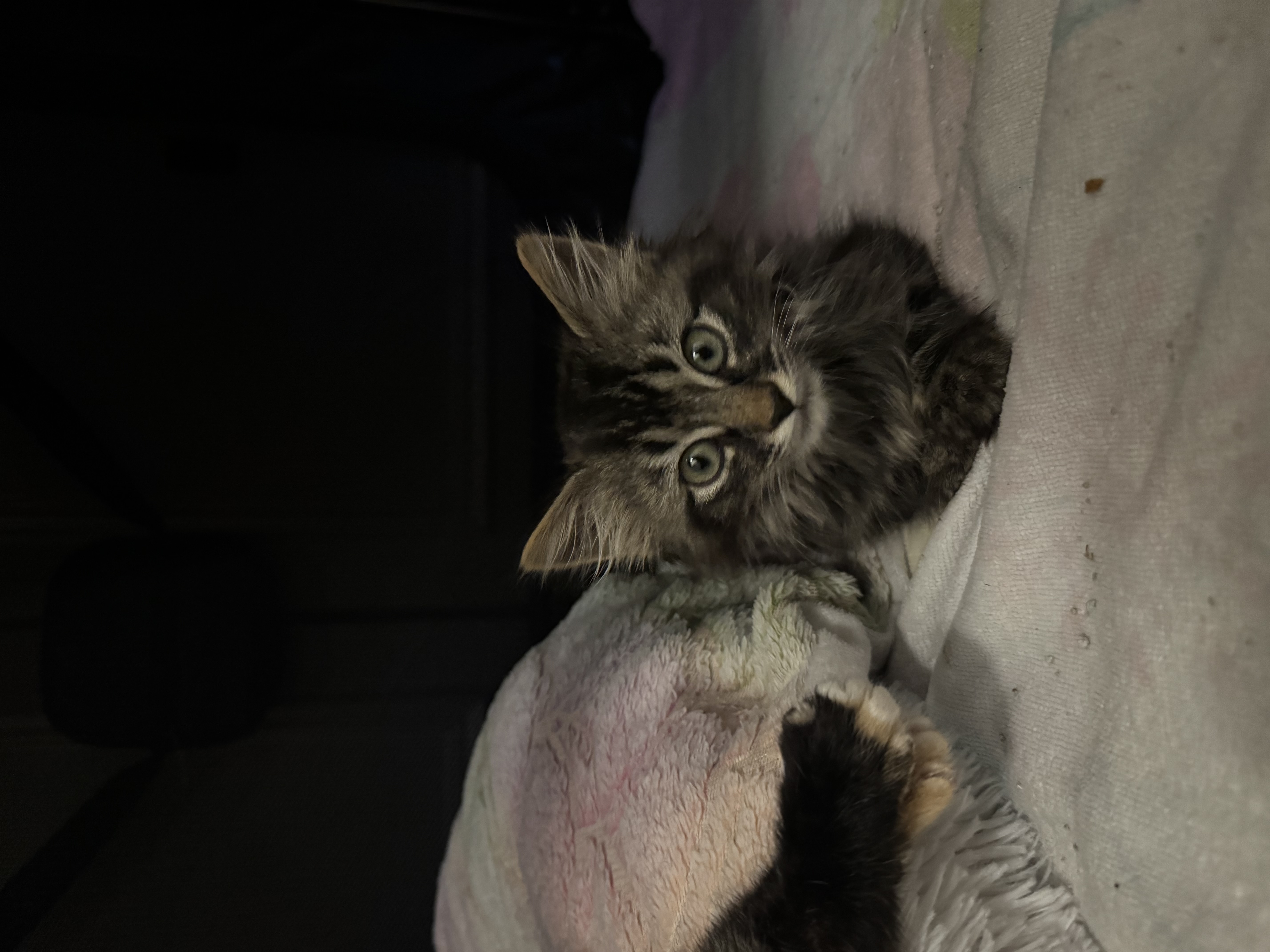 Picture of the Animal Listed