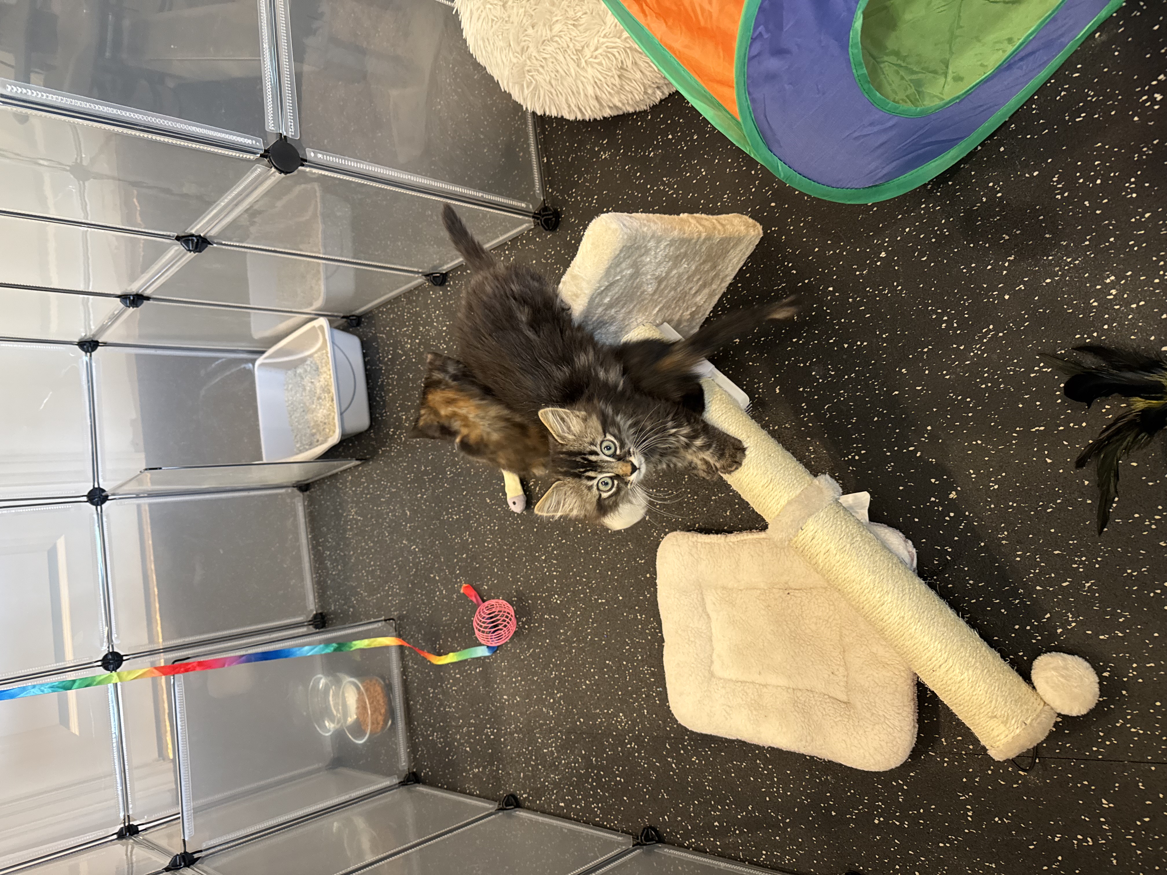 Picture of the Animal Listed