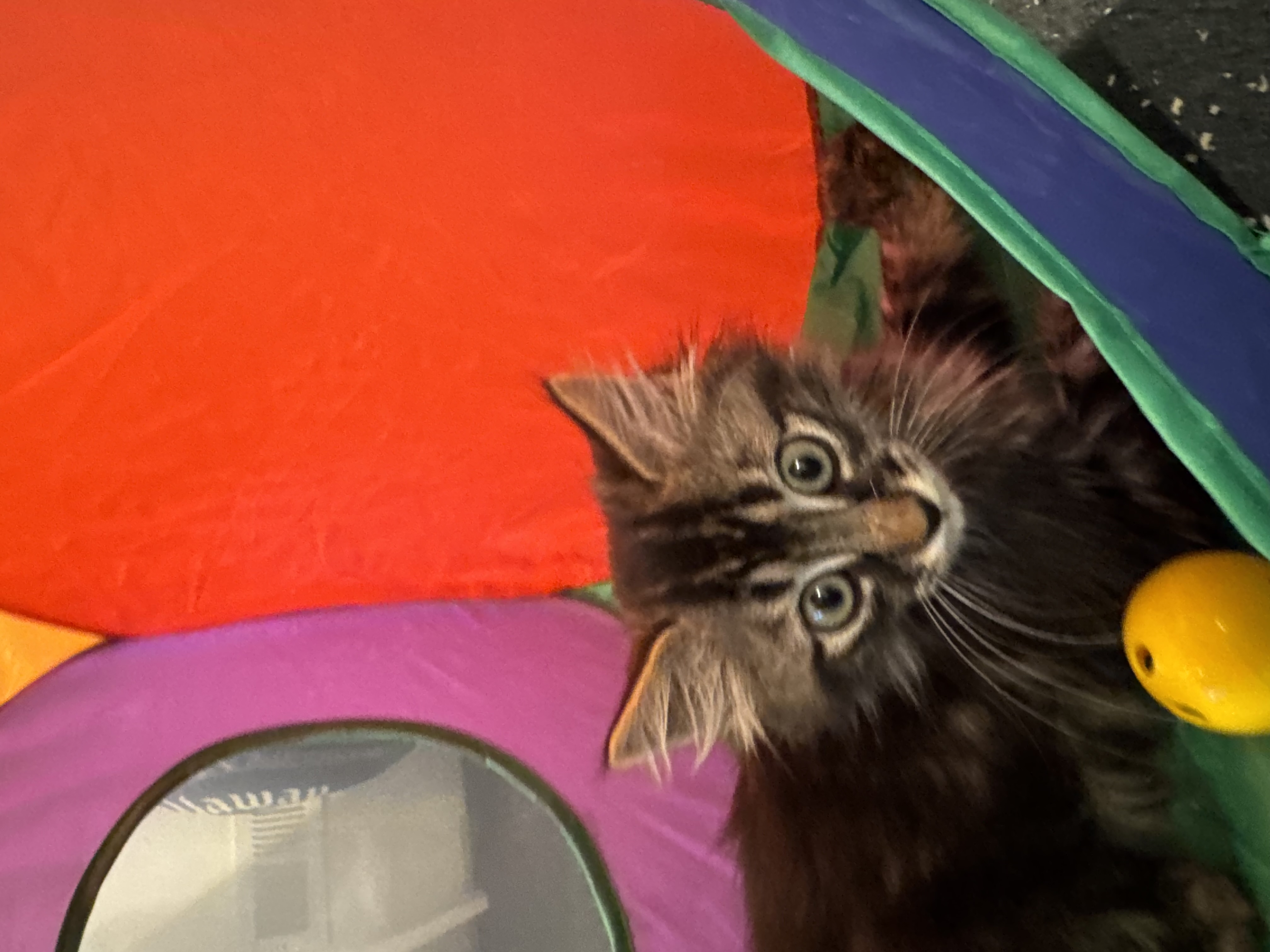 Picture of the Animal Listed