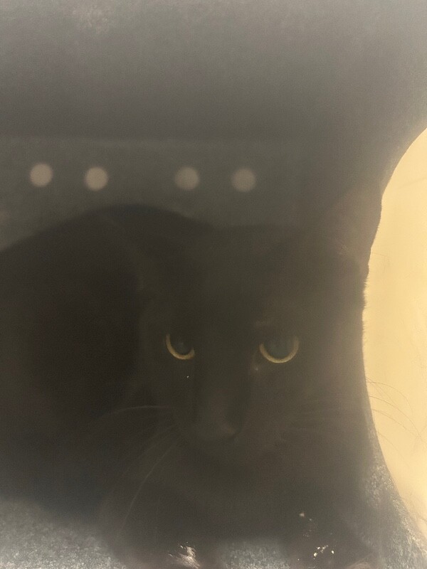 Picture of the Animal Listed