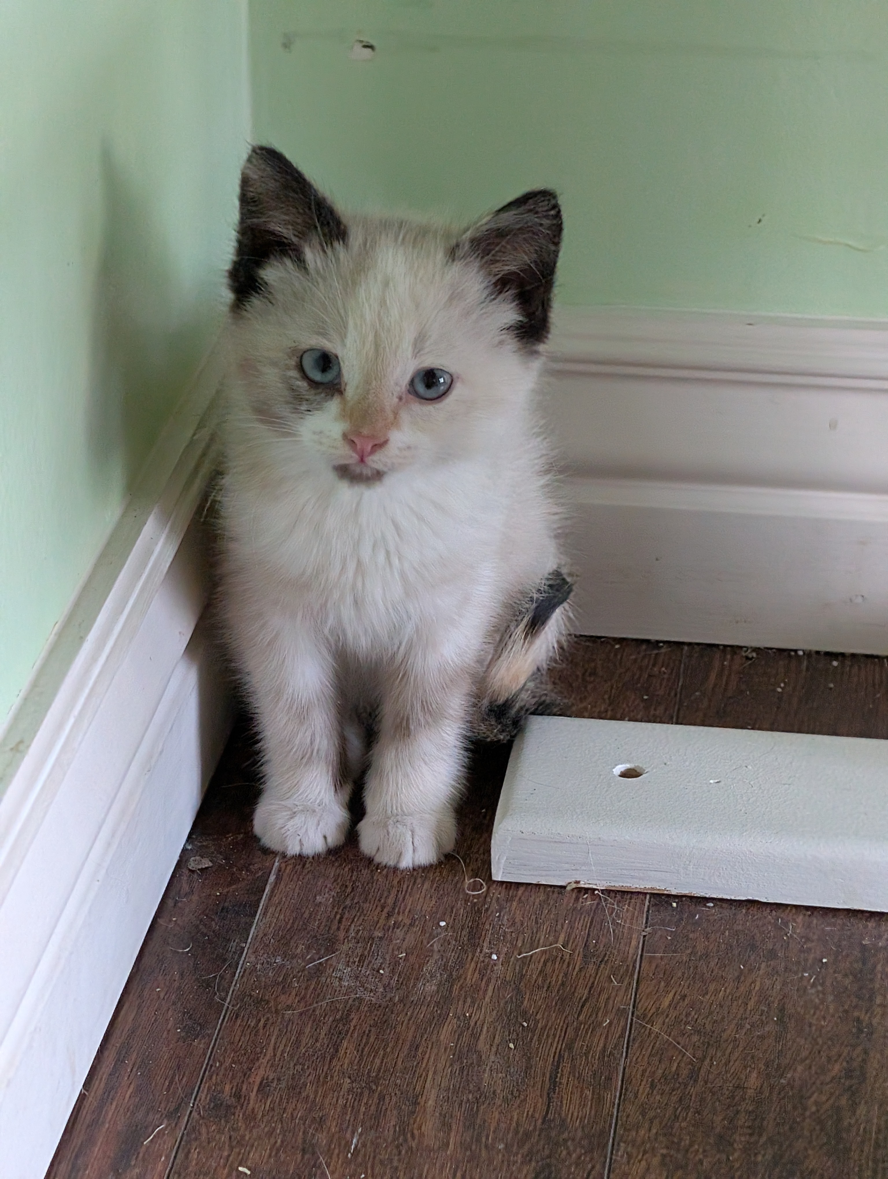 Picture of the Animal Listed