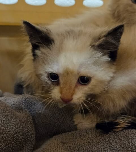 Picture of the Animal Listed