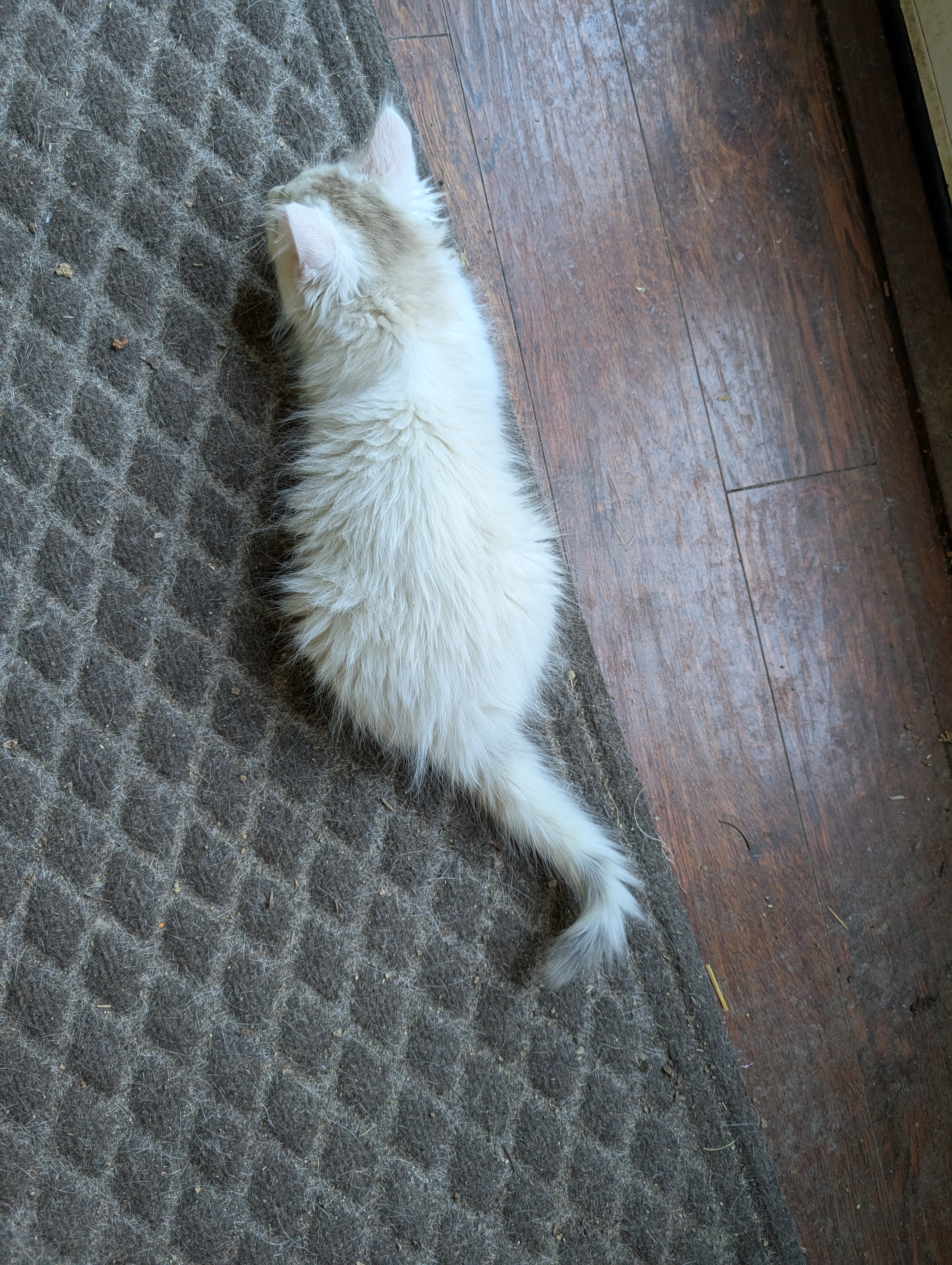 Picture of the Animal Listed