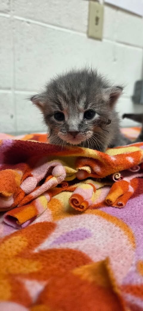 Picture of the Animal Listed