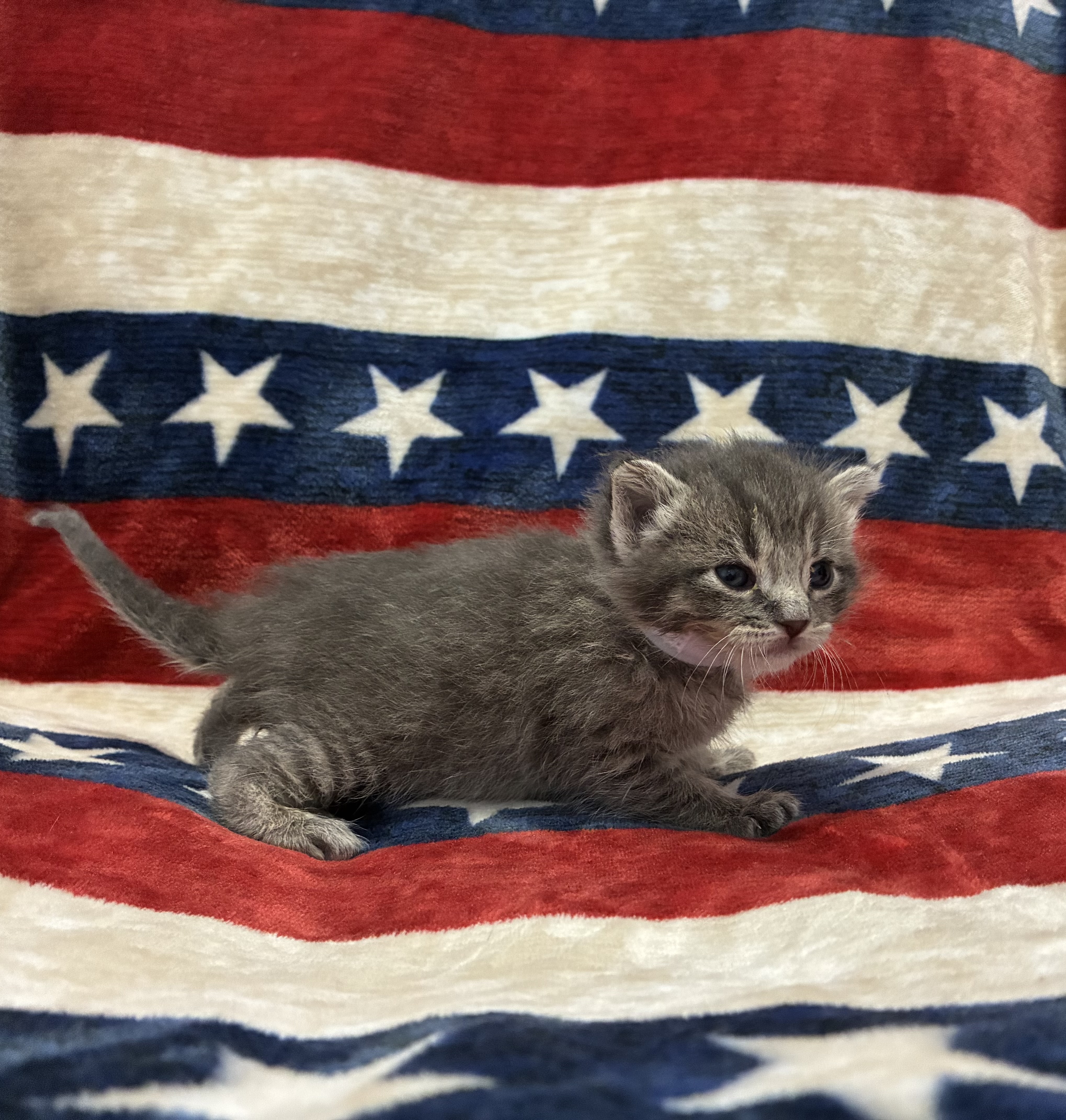 Picture of the Animal Listed