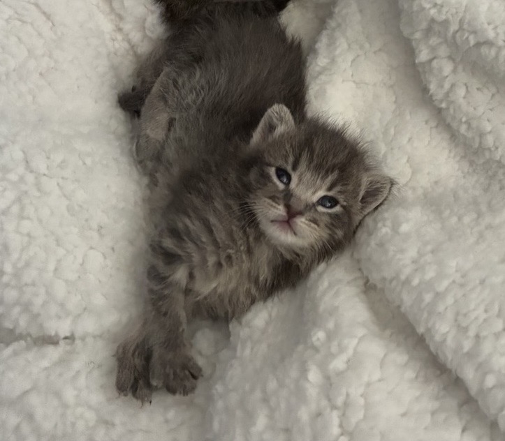 Picture of the Animal Listed