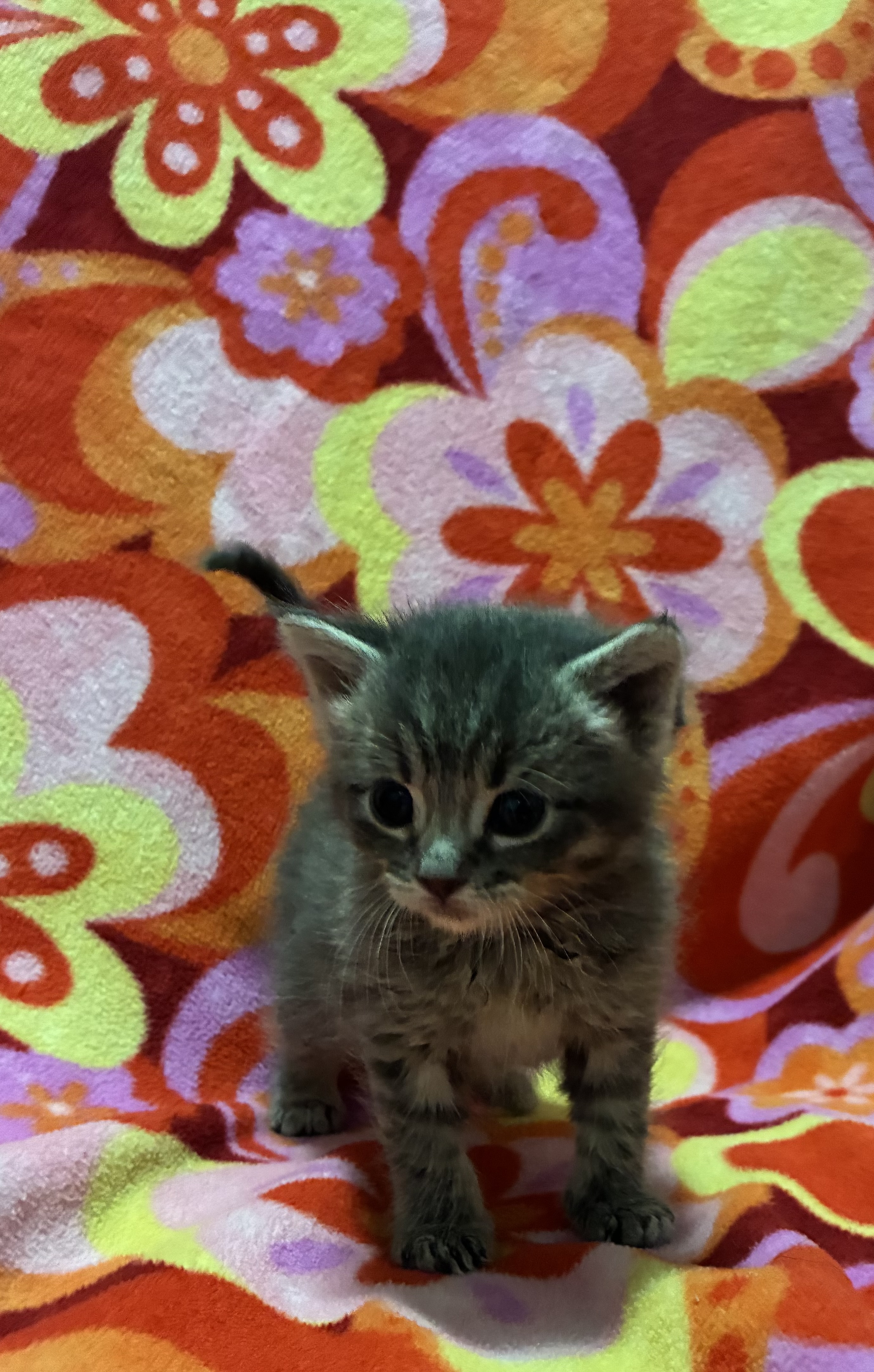 Picture of the Animal Listed