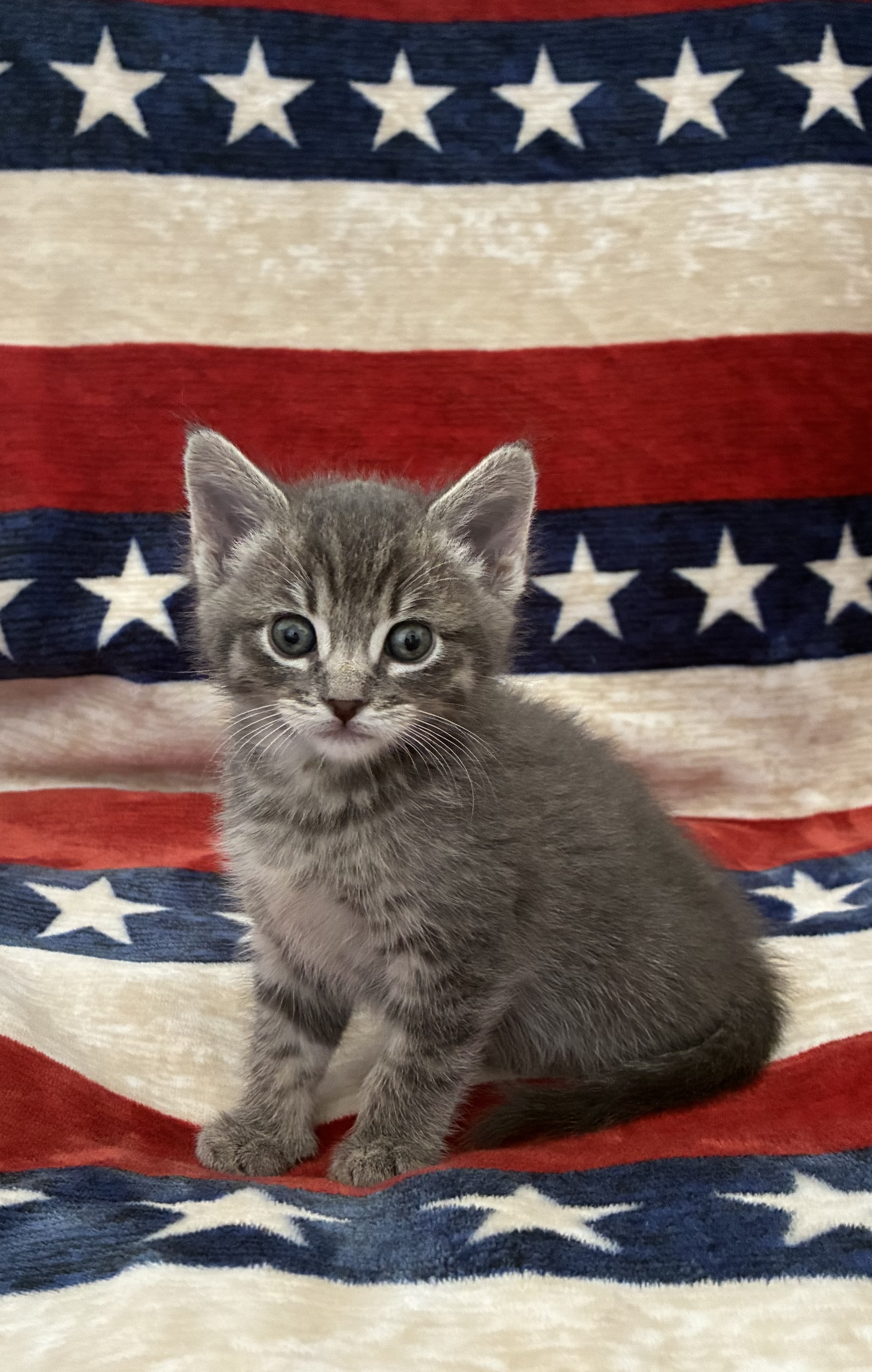 Picture of the Animal Listed