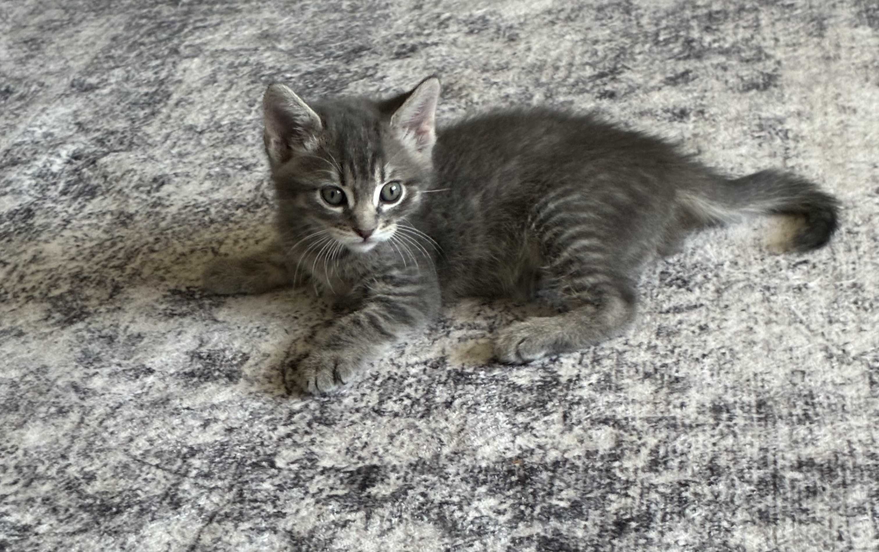 Picture of the Animal Listed