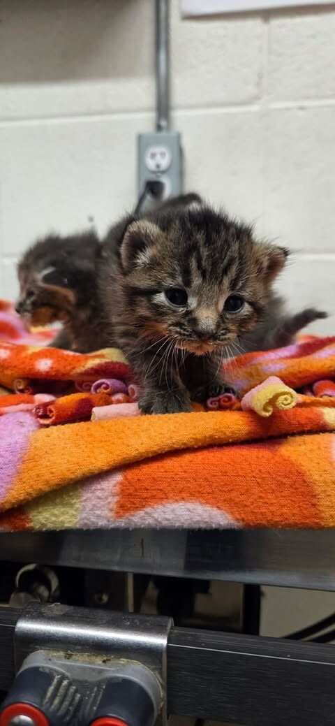 Picture of the Animal Listed