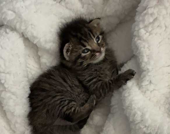 Picture of the Animal Listed