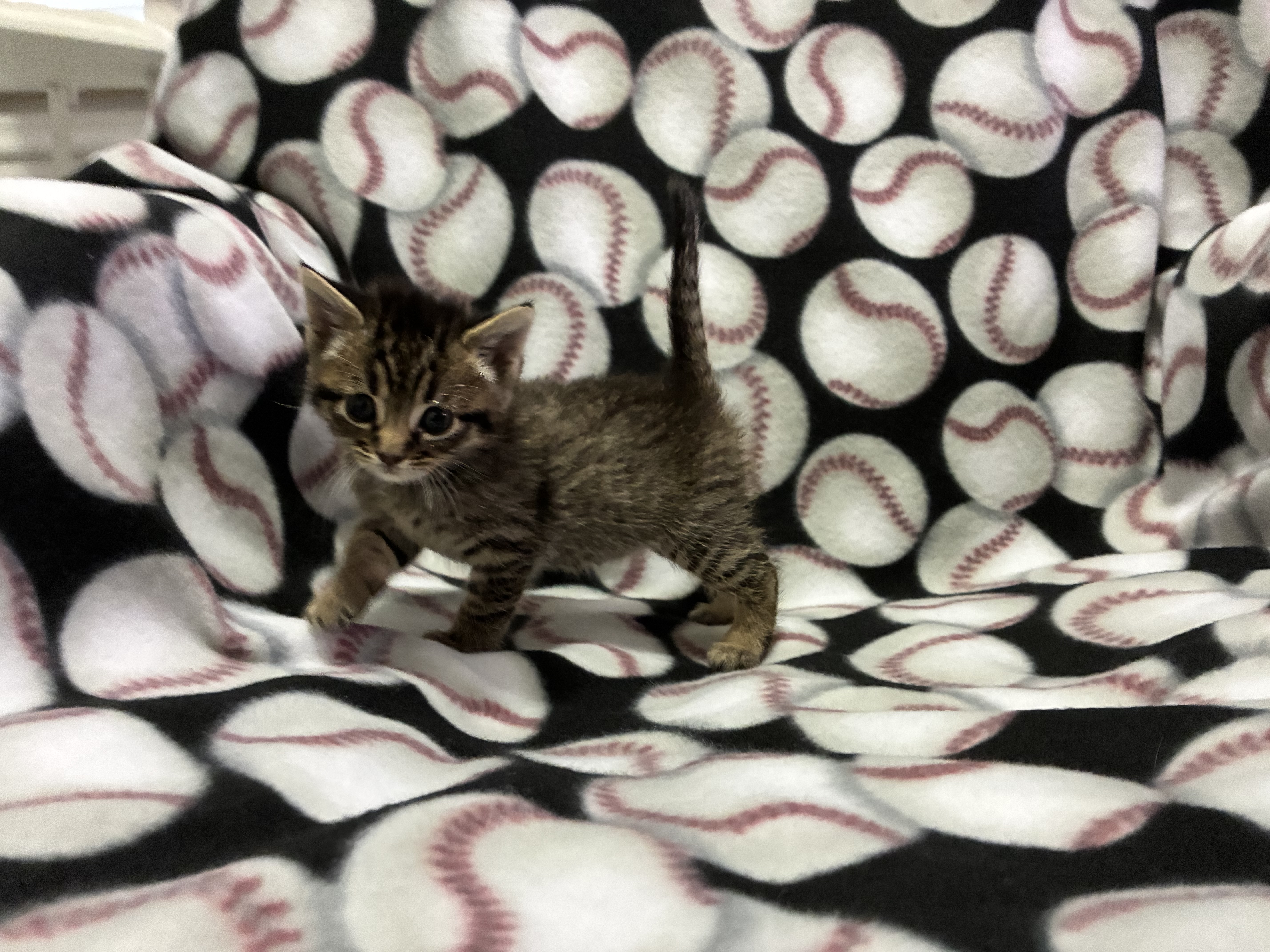 Picture of the Animal Listed