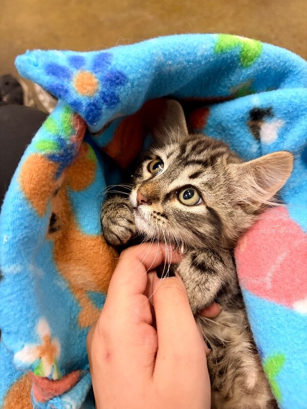 Picture of the Animal Listed