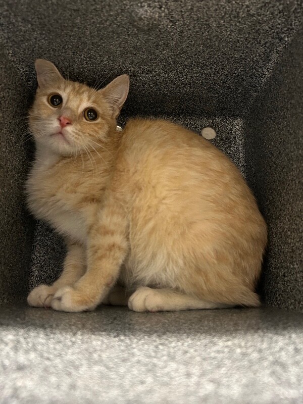 Picture of the Animal Listed