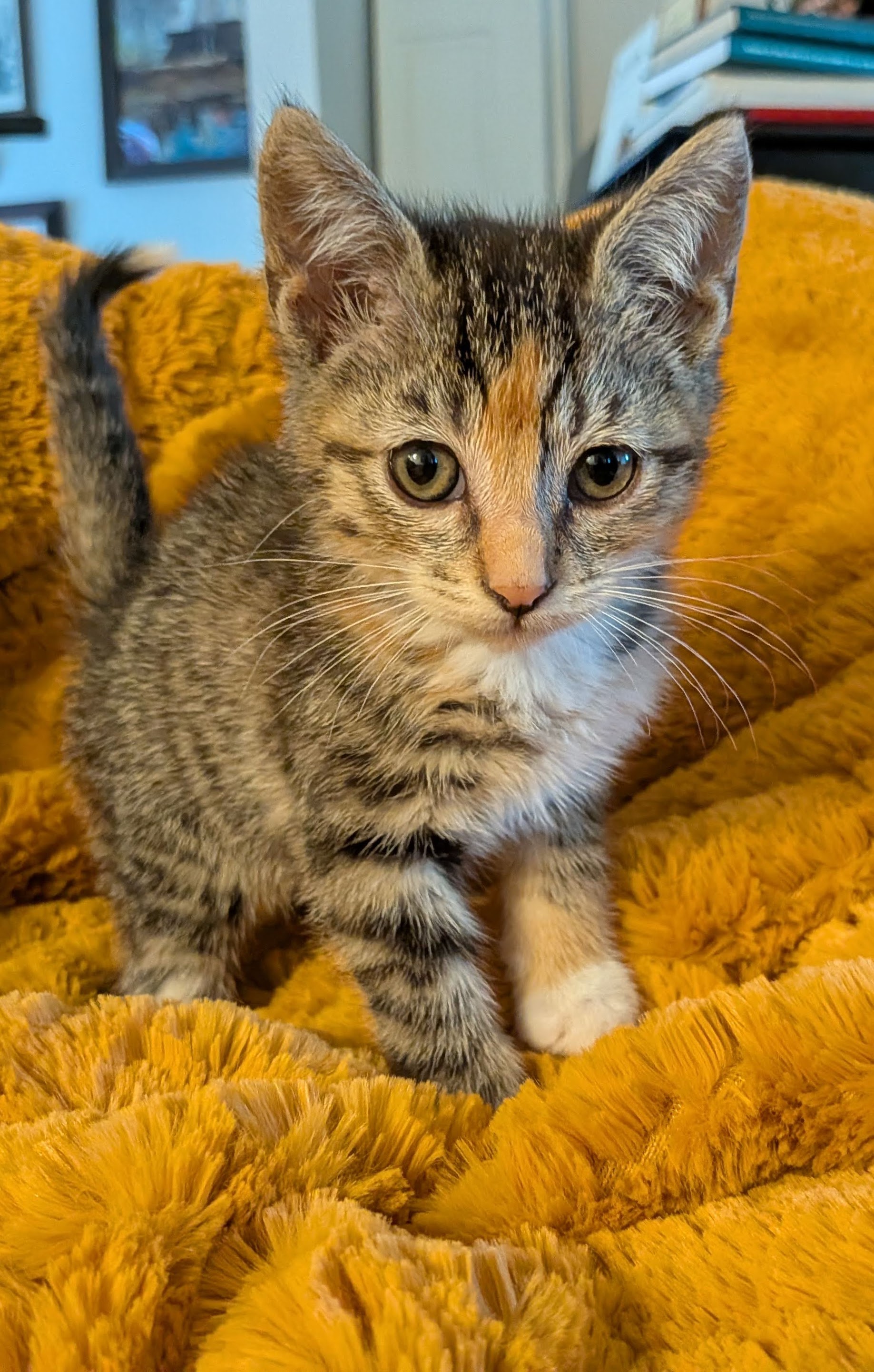 Picture of the Animal Listed