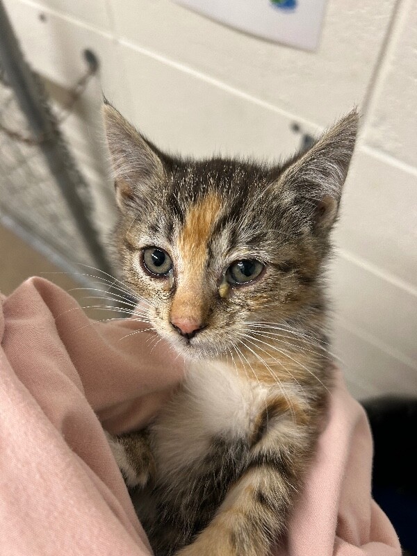 Picture of the Animal Listed