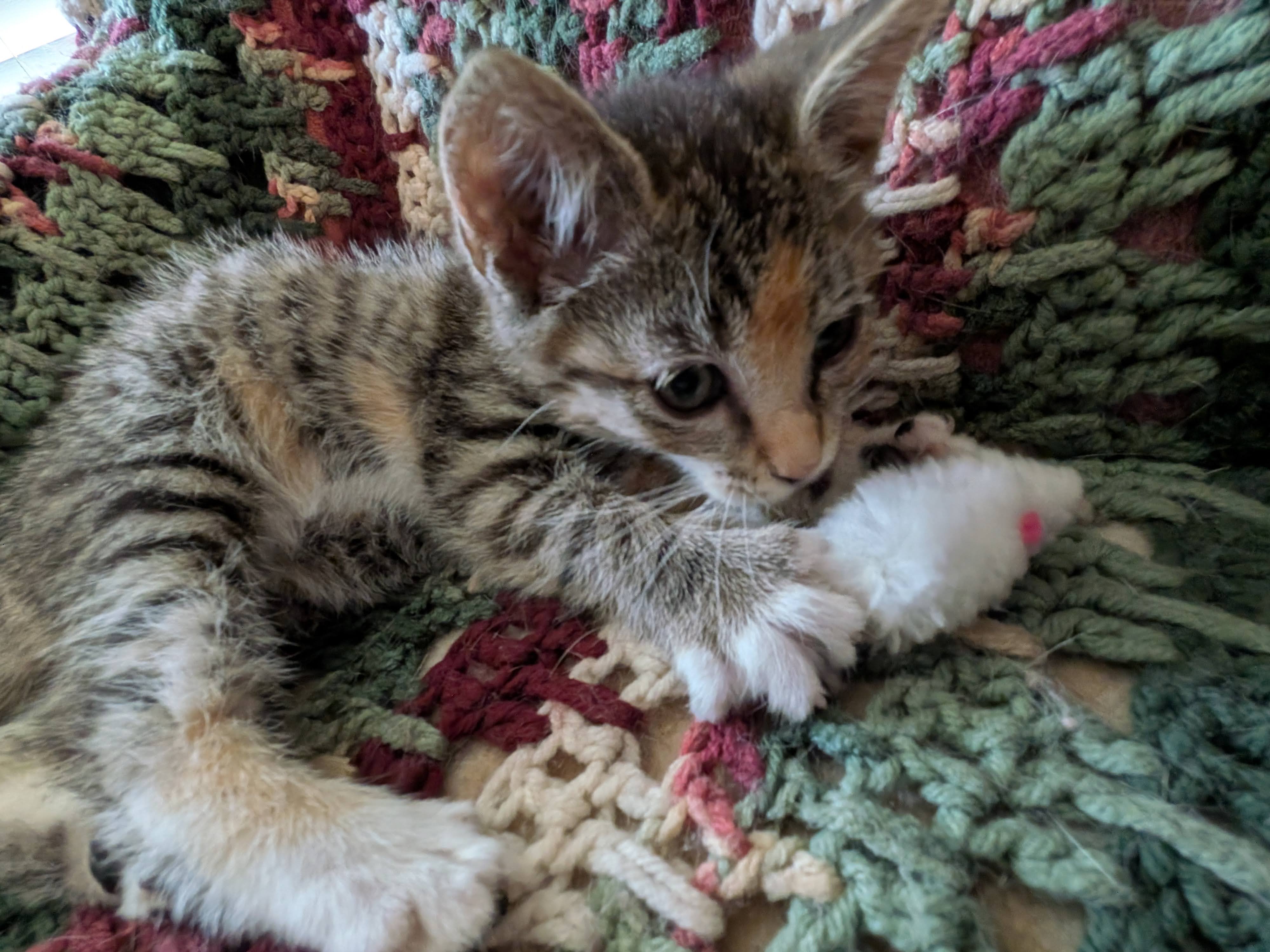 Picture of the Animal Listed