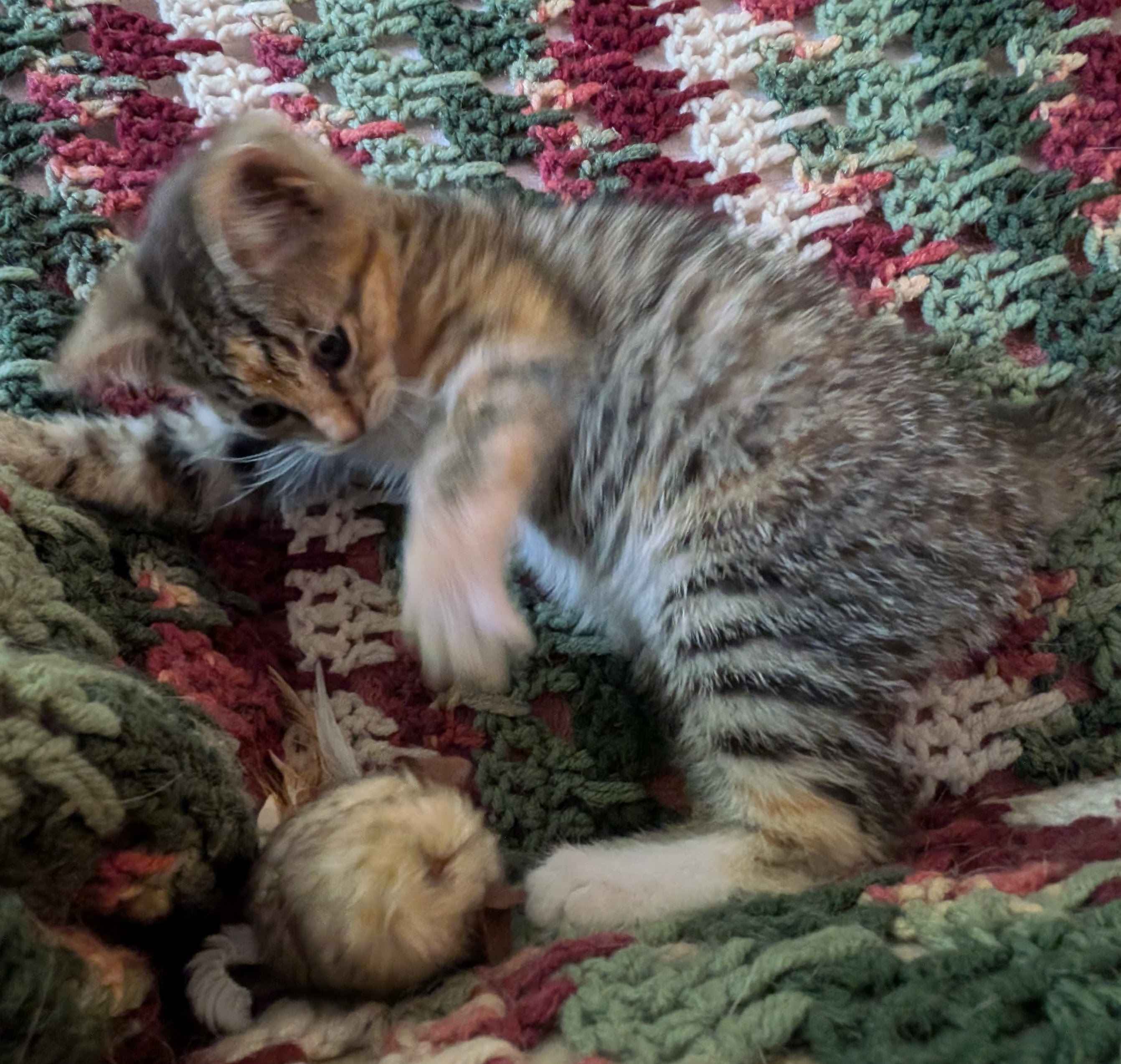 Picture of the Animal Listed
