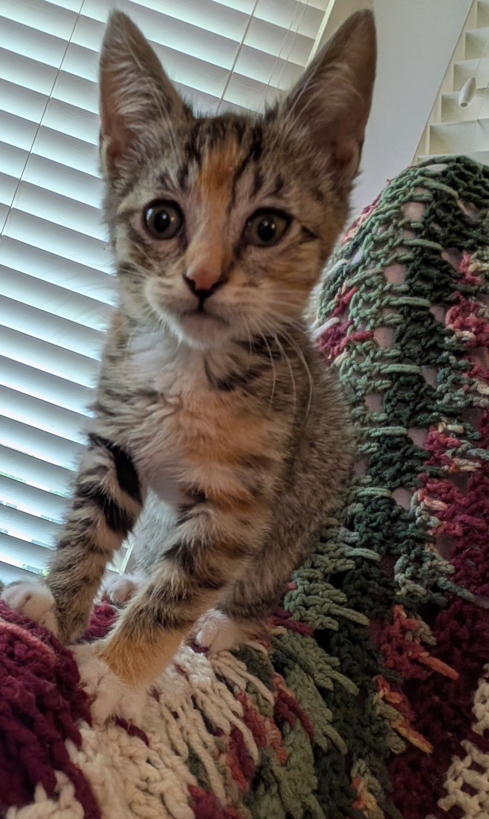 Picture of the Animal Listed