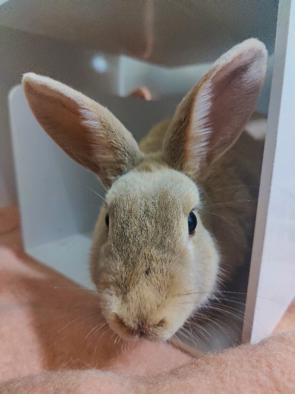 Picture of the Animal Listed