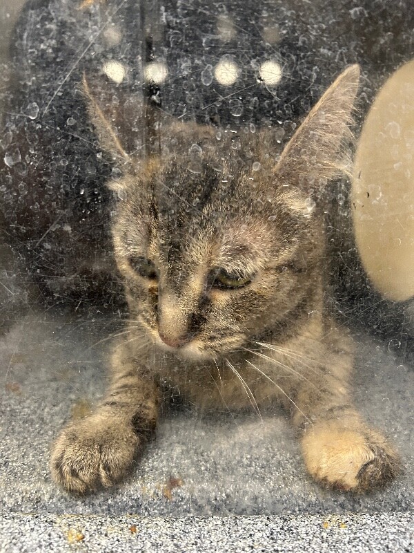 Picture of the Animal Listed