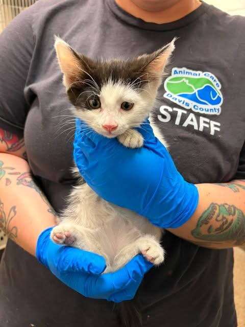 Picture of the Animal Listed