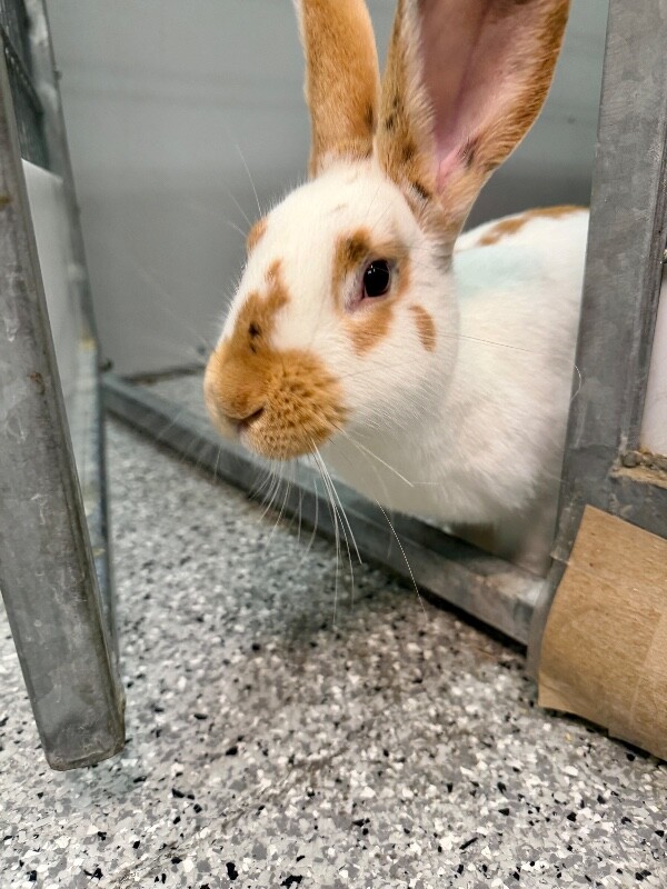 Picture of the Animal Listed