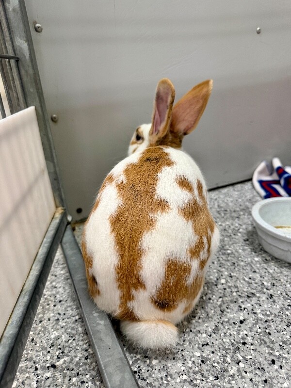 Picture of the Animal Listed