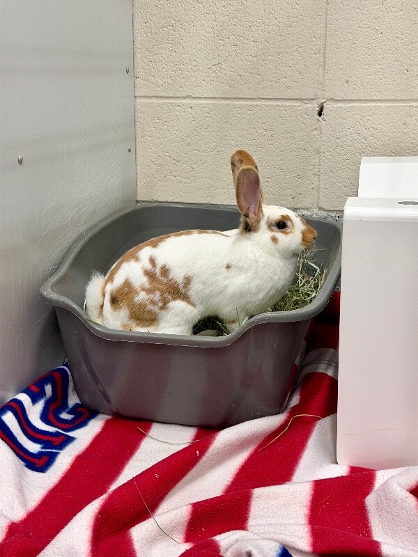 Picture of the Animal Listed
