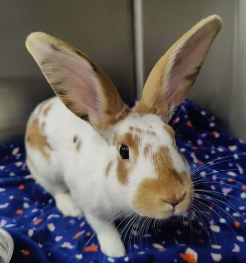 Picture of the Animal Listed